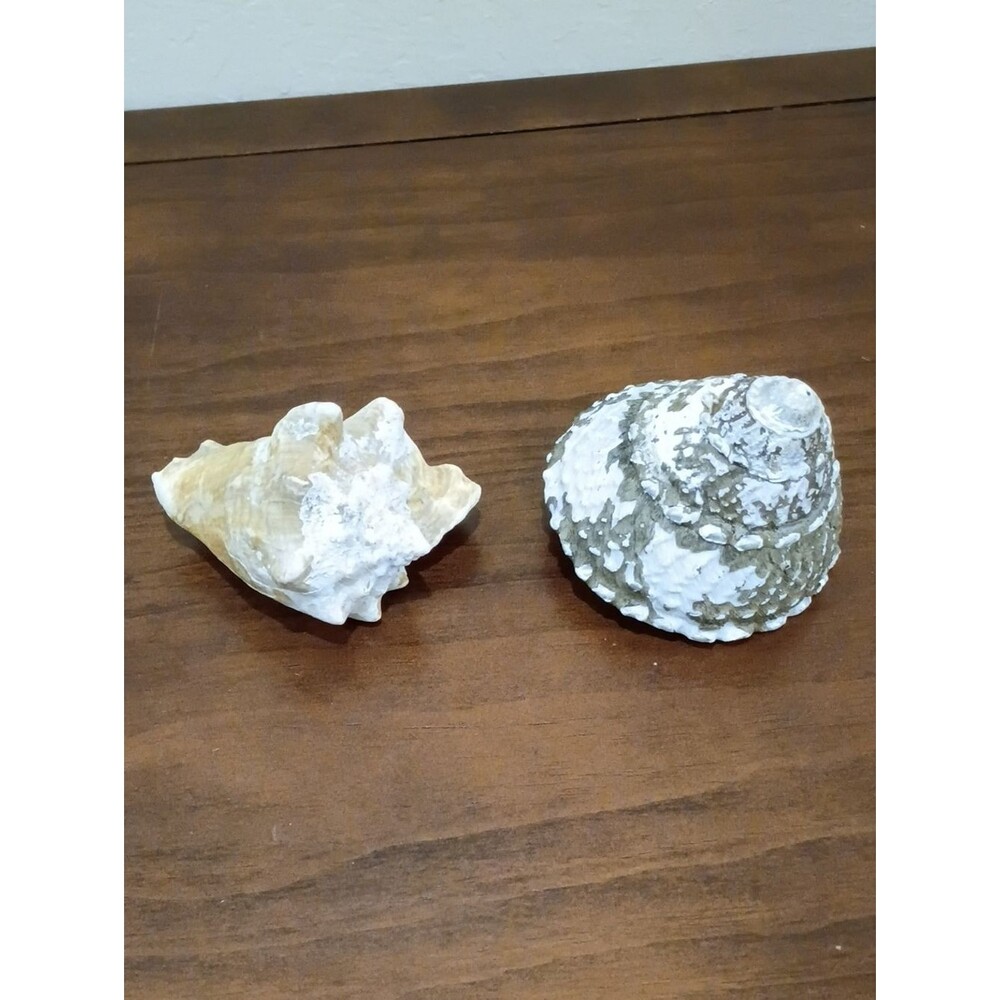 Conch Shells, Set Of 2 - Picture 4 of 10